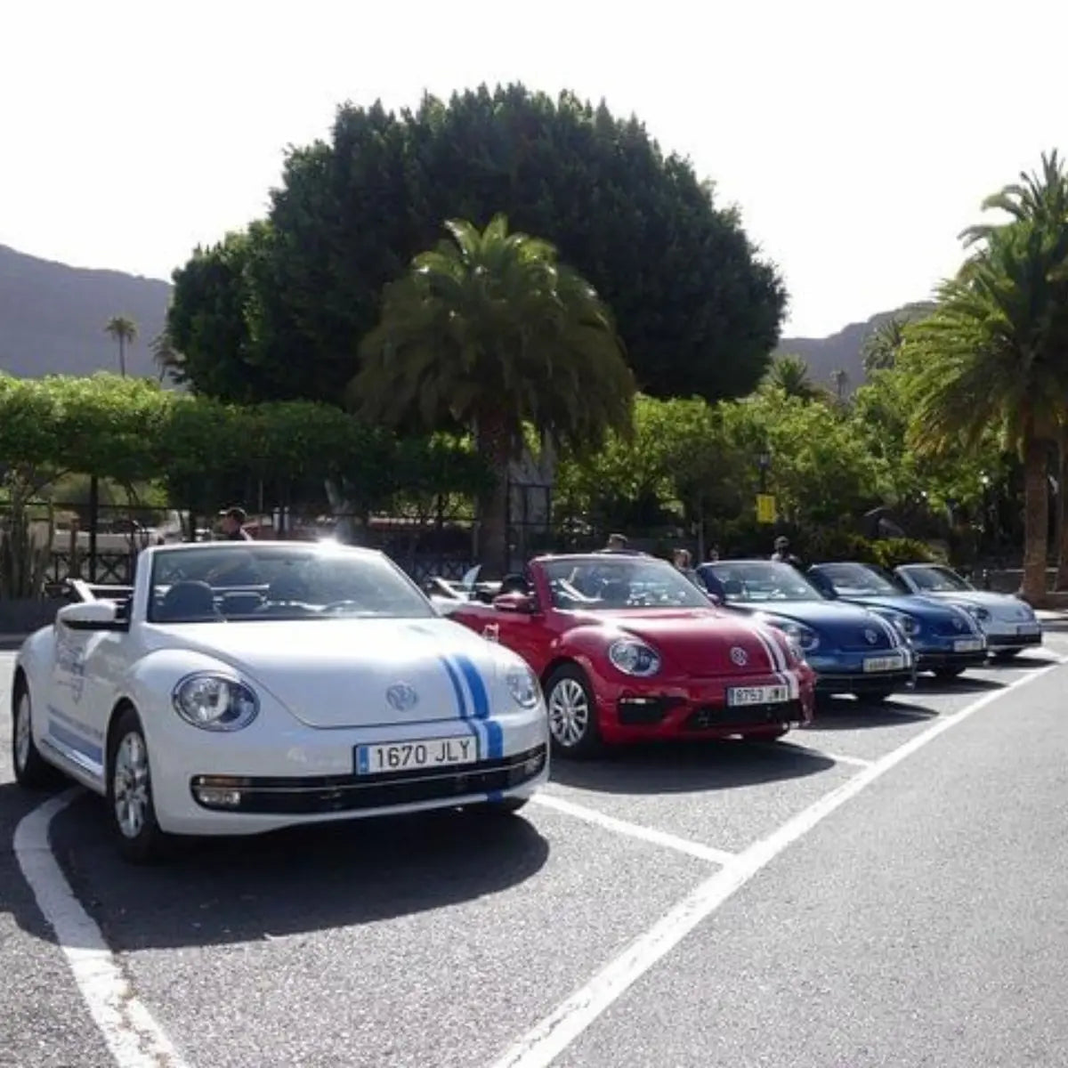 Volkswagen Beetle cars parked on a road with palm trees and mountains in the background