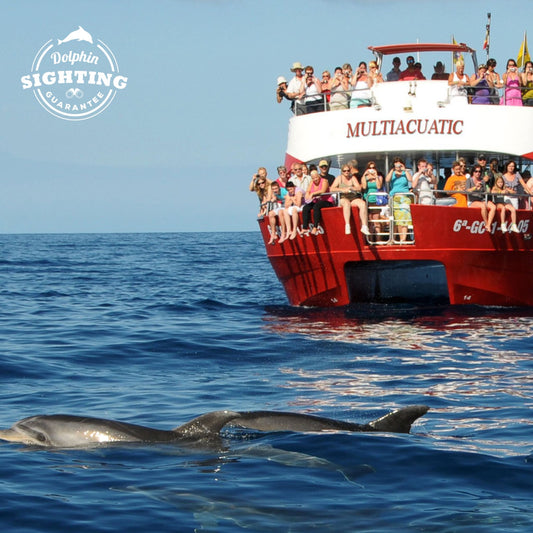 multiacuatic dolphin tour - passengers watching at two dolphins