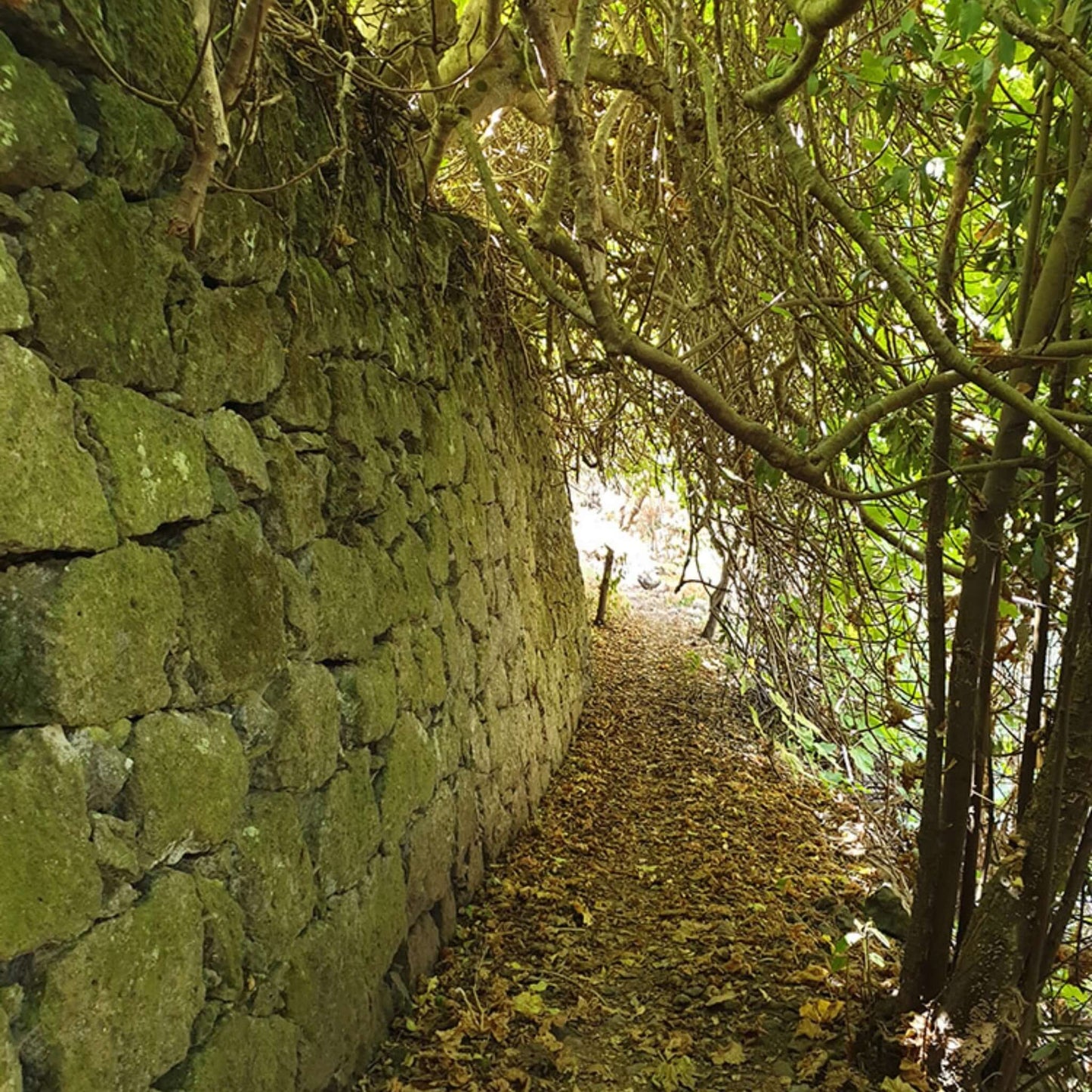 hiking gran canaria - the laurel forest hidden path along the brickwall