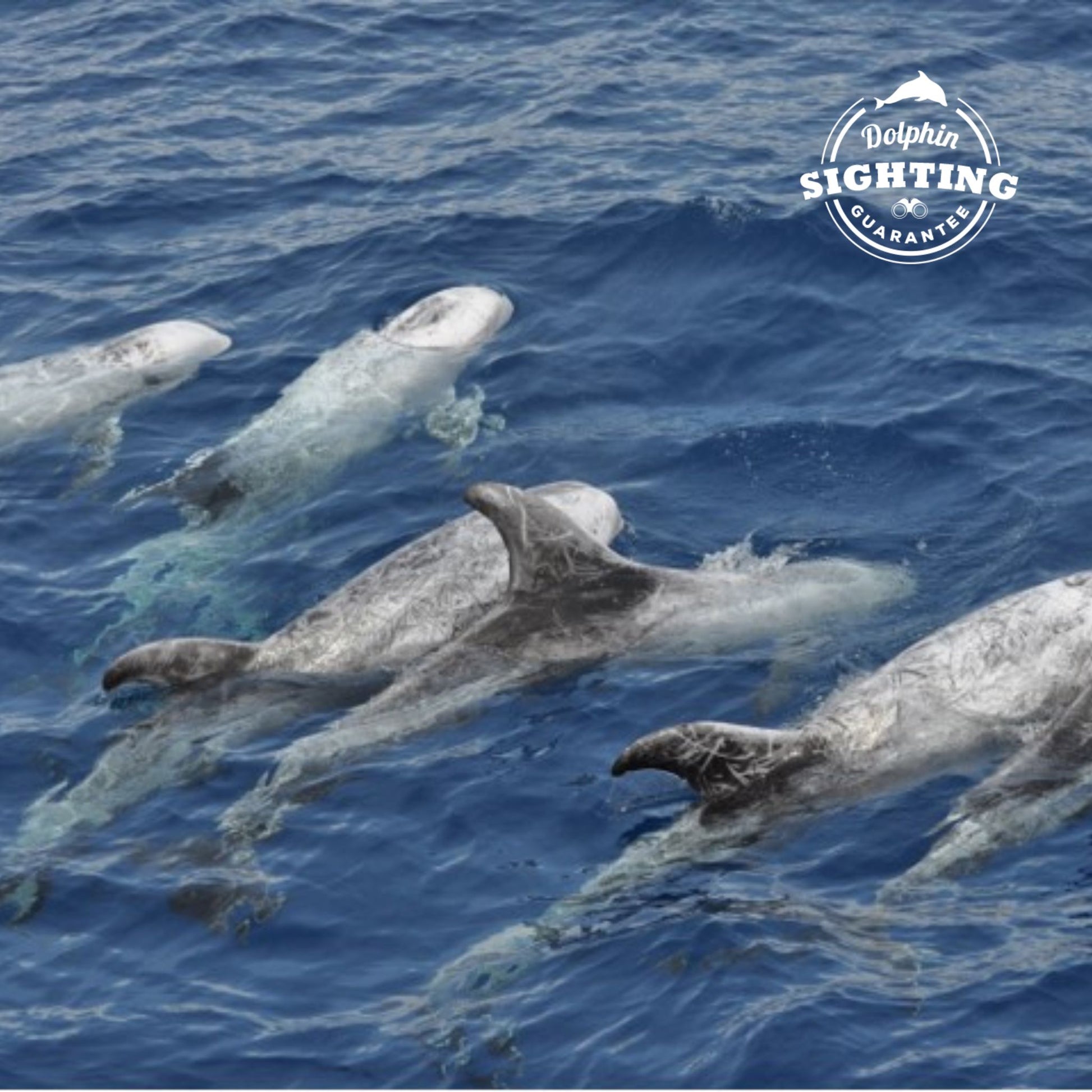 multiacuatic dolphin tour -image of pod of dolphins