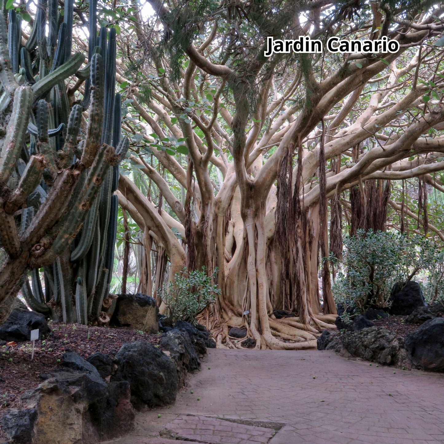 Large tree with intricate branches in a garden setting, labeled 'Jardin Canario'.