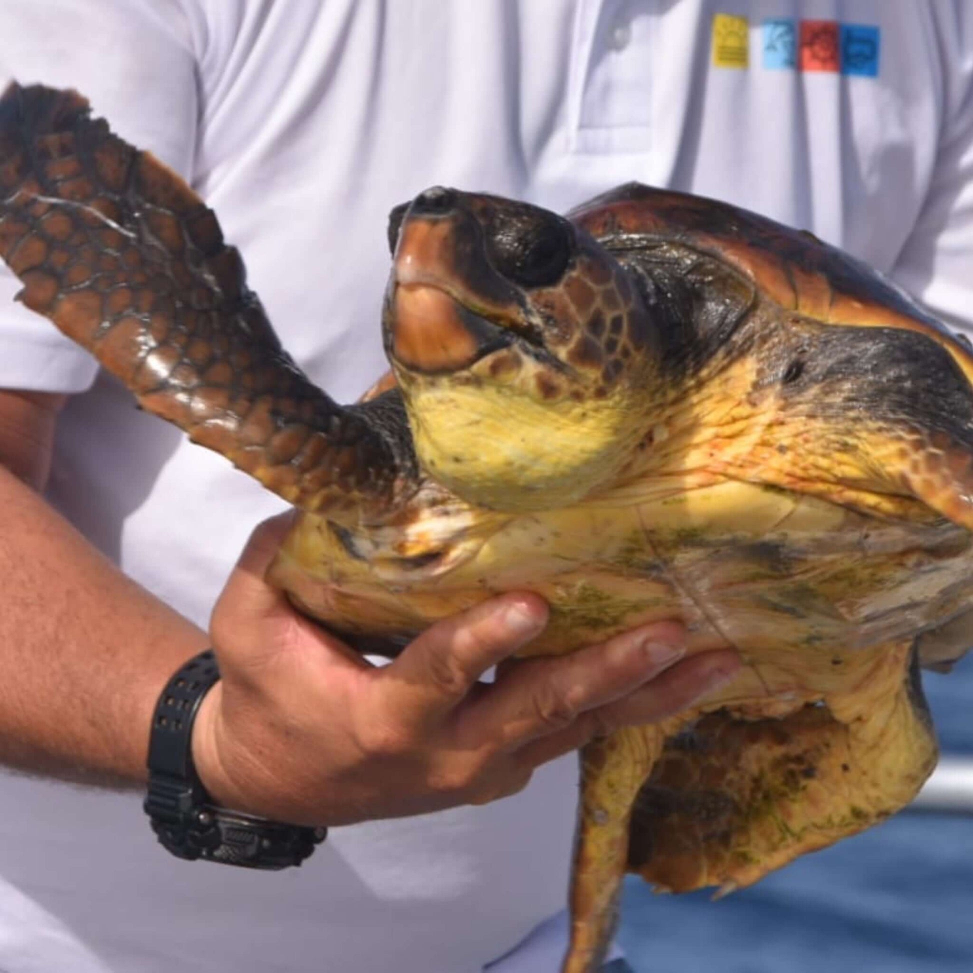 dolphin and whales watching - captain with a turtle