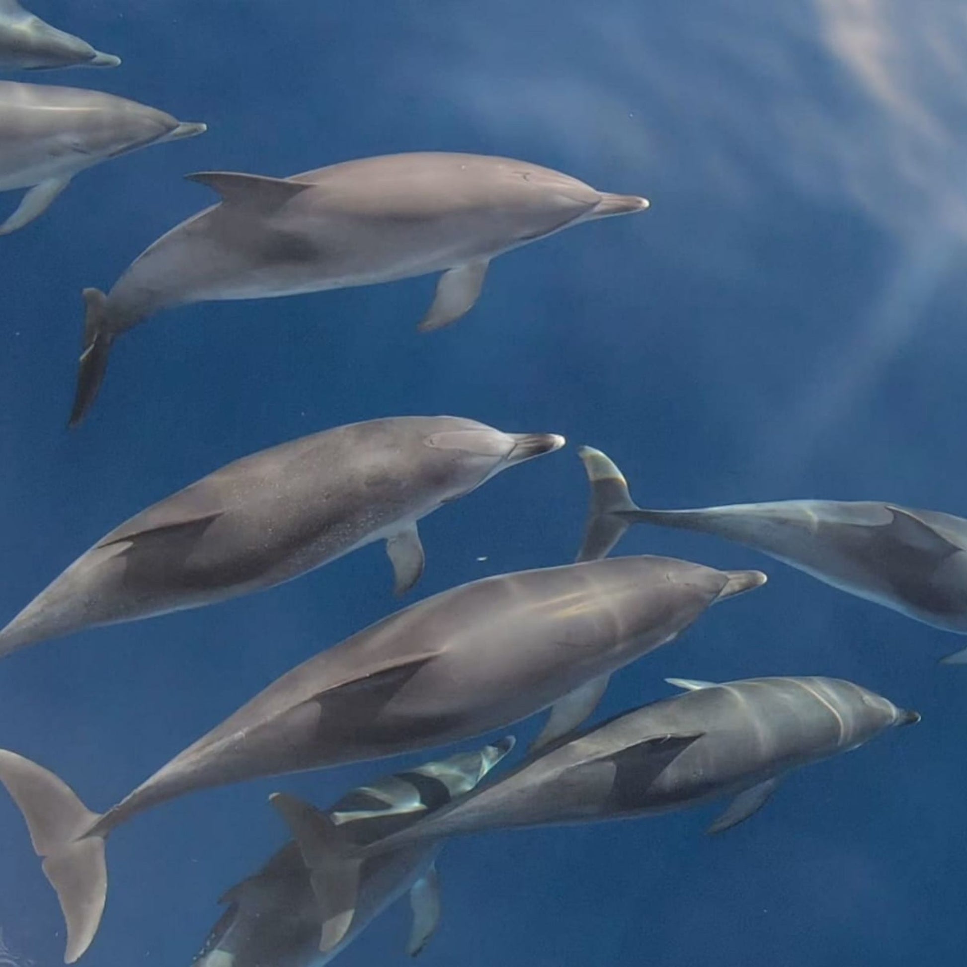 dolphin trips puerto rico