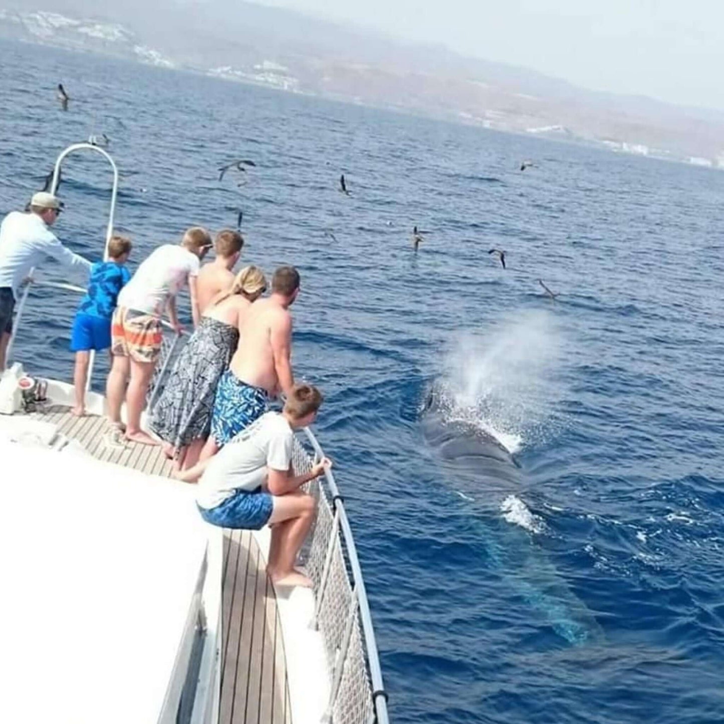dolphin and whales watching - people spotting the dolphins