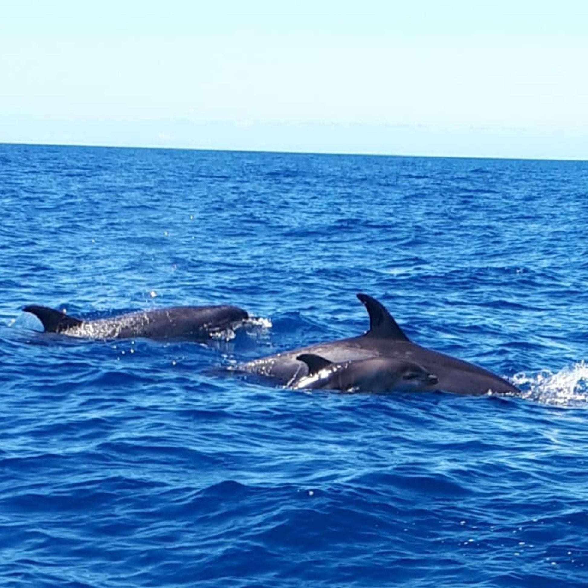 dolphin trips puerto rico gran canaria