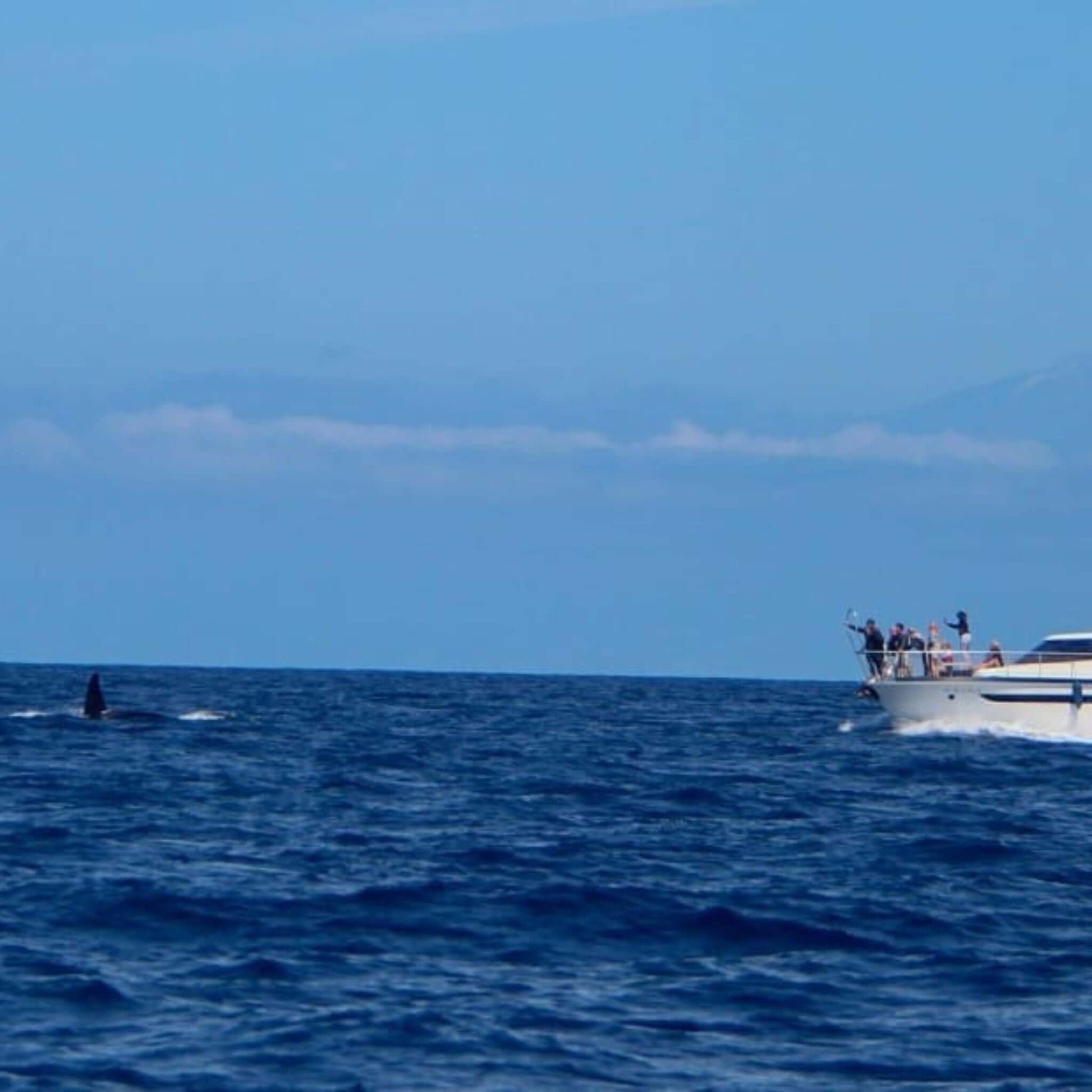 dolphin trips maspalomas