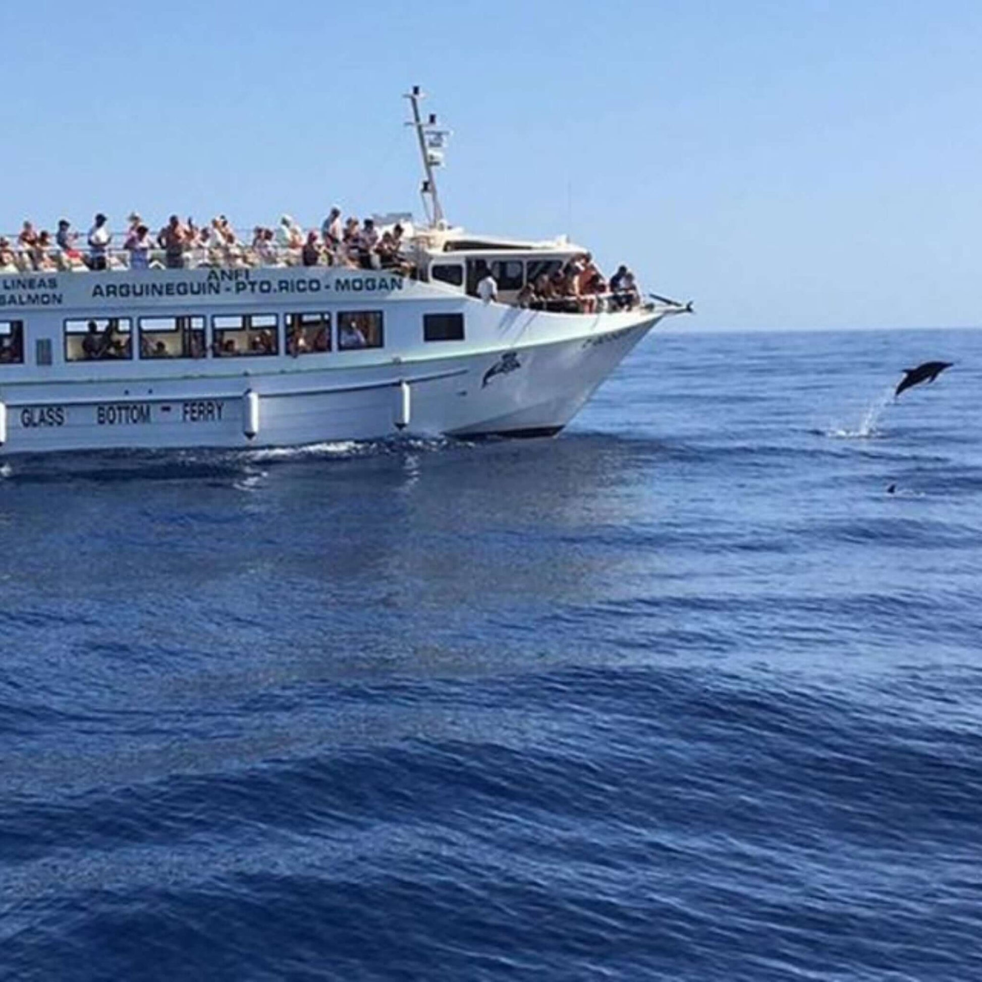 dolphin search trip - dolphin jumping