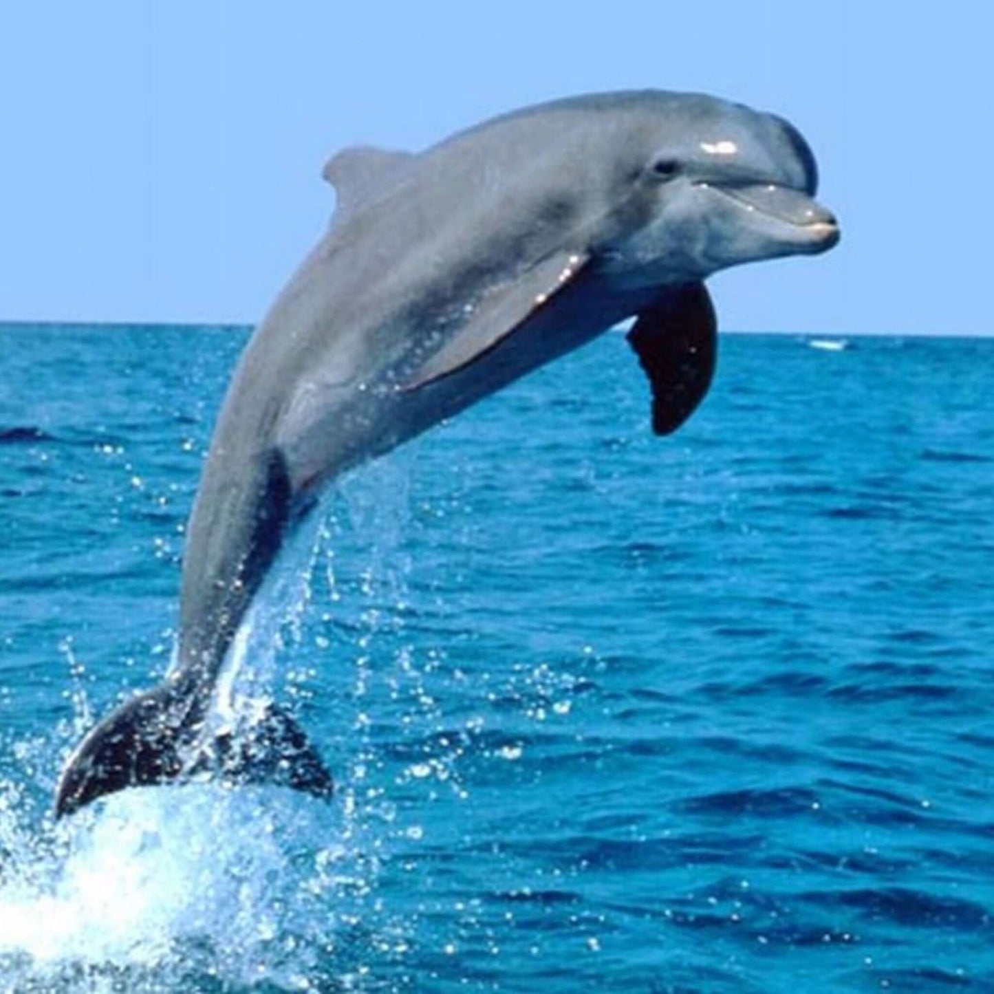 glass bottom dolphin and whale search - dolphin jumping