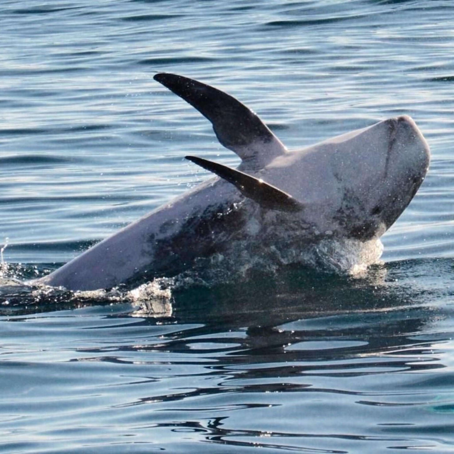 glass bottom dolphin and whale search - dolphin jumping on the back