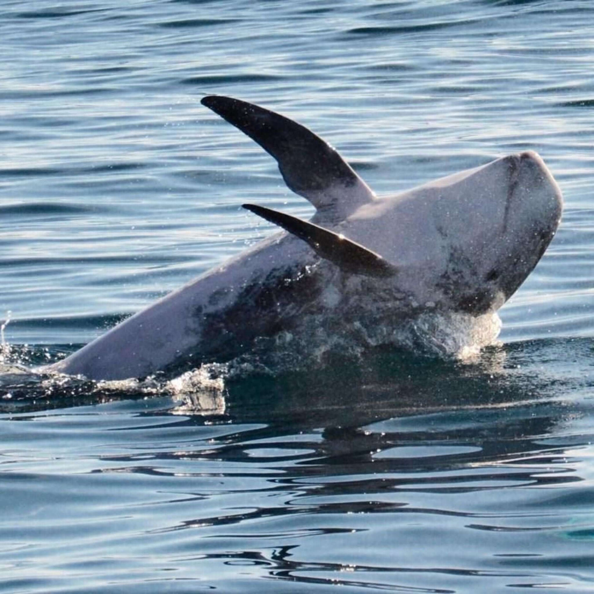 glass bottom dolphin and whale search - dolphin jumping on the back