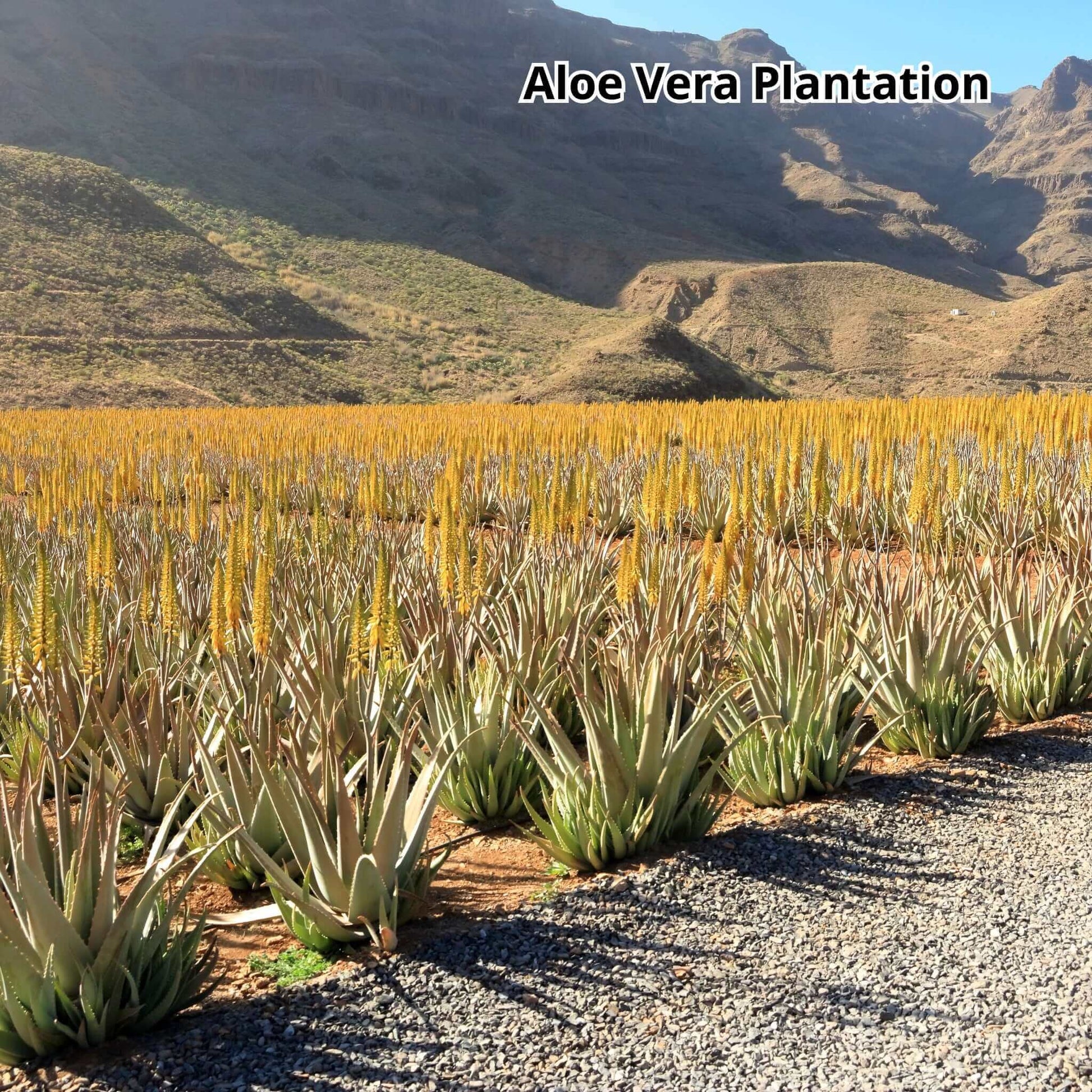 gran canaria bus tour - vip tour - aloe vera plantation
