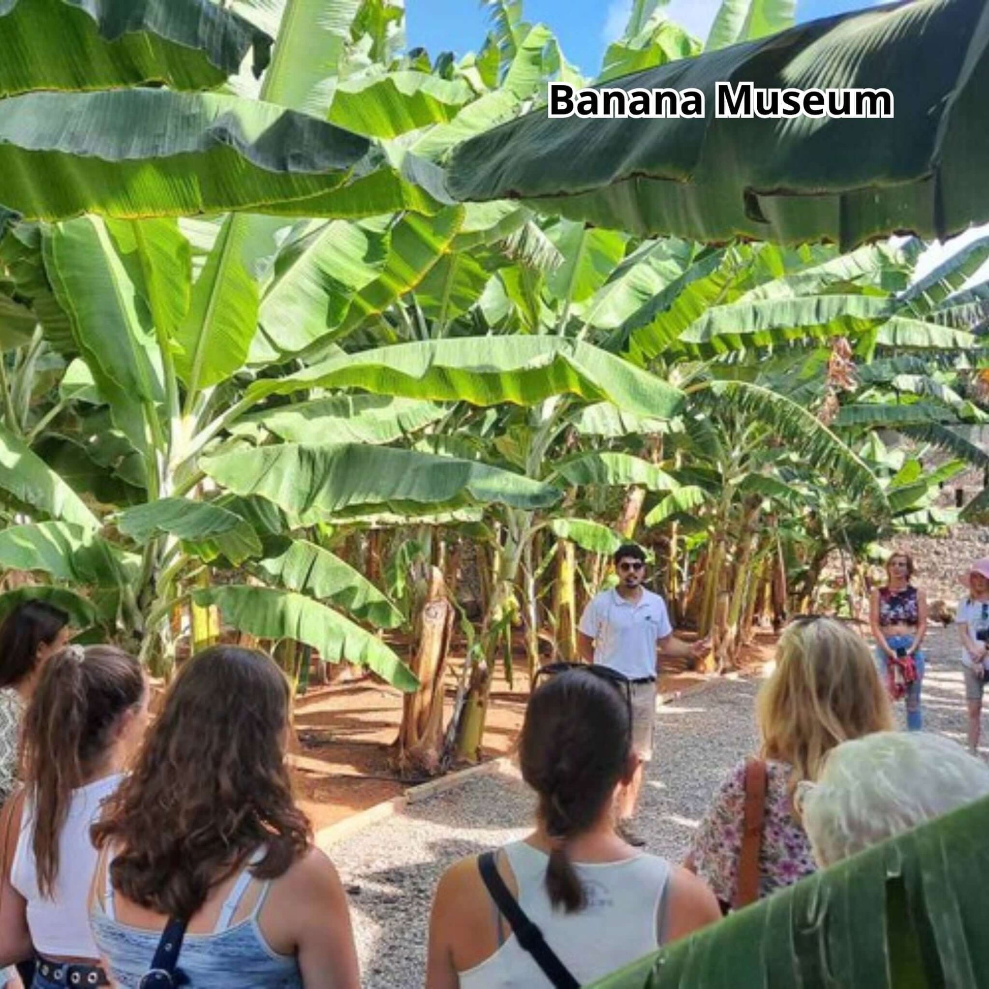 gran canaria bus tour - banana museum - 2