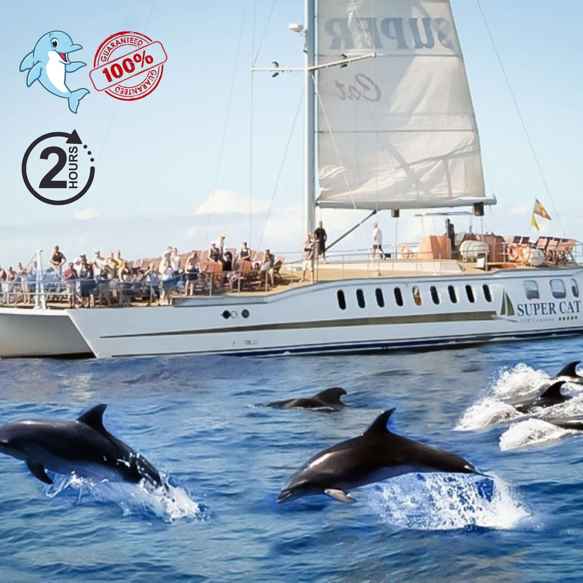 dolphin boat trip gran canaria - supercat tour