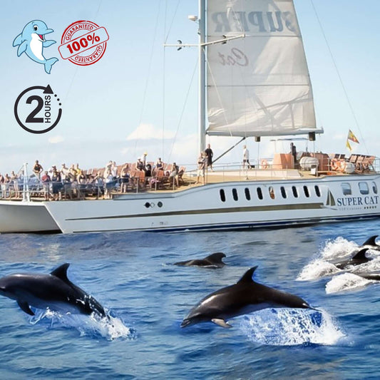 dolphin boat trip gran canaria - supercat tour