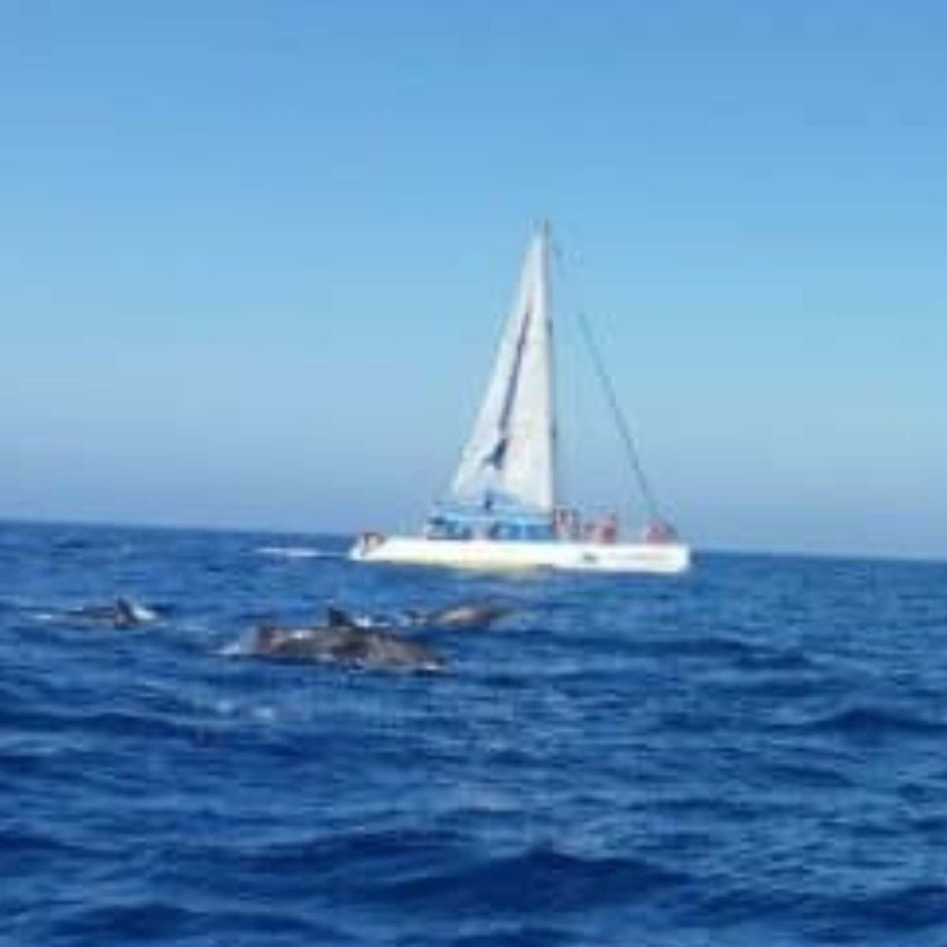Catamaran Boat Trip - Afternoon Cruise - Catamaran Image 3