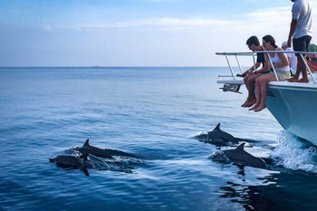 Dolphins swimming next to a boat during a dolphin watching tour in Gran Canaria