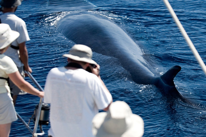 whale watching gran canaria, man taking a picture of a whale swimming alongside the boat