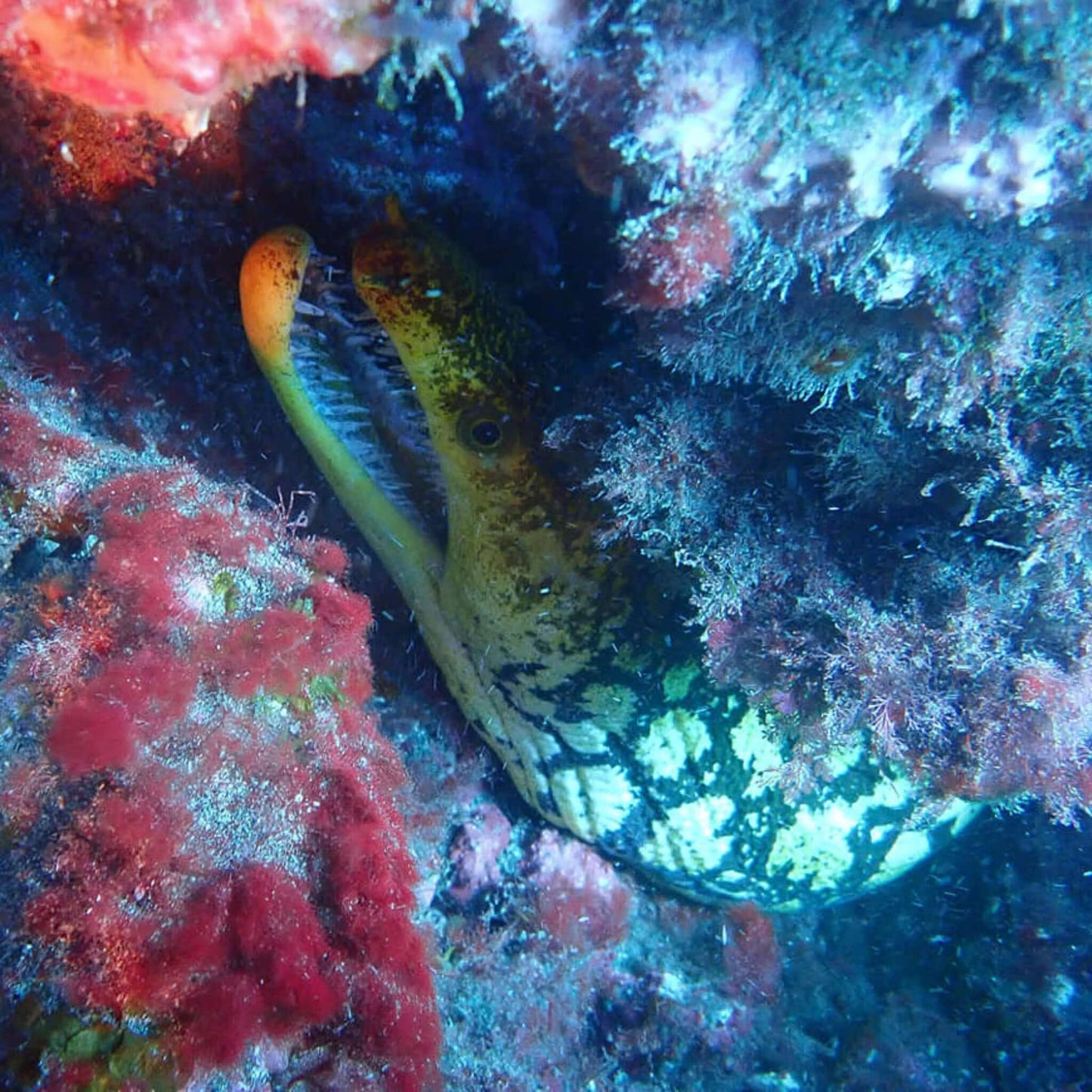 Diving - Try Dive