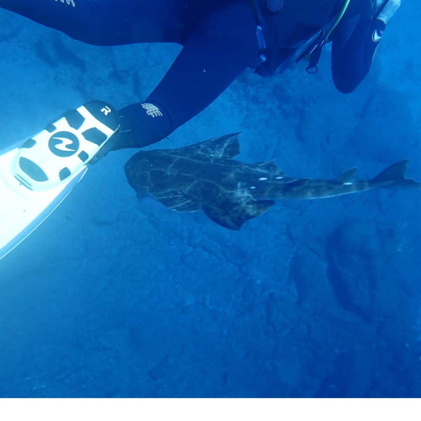 Diving - Try Dive