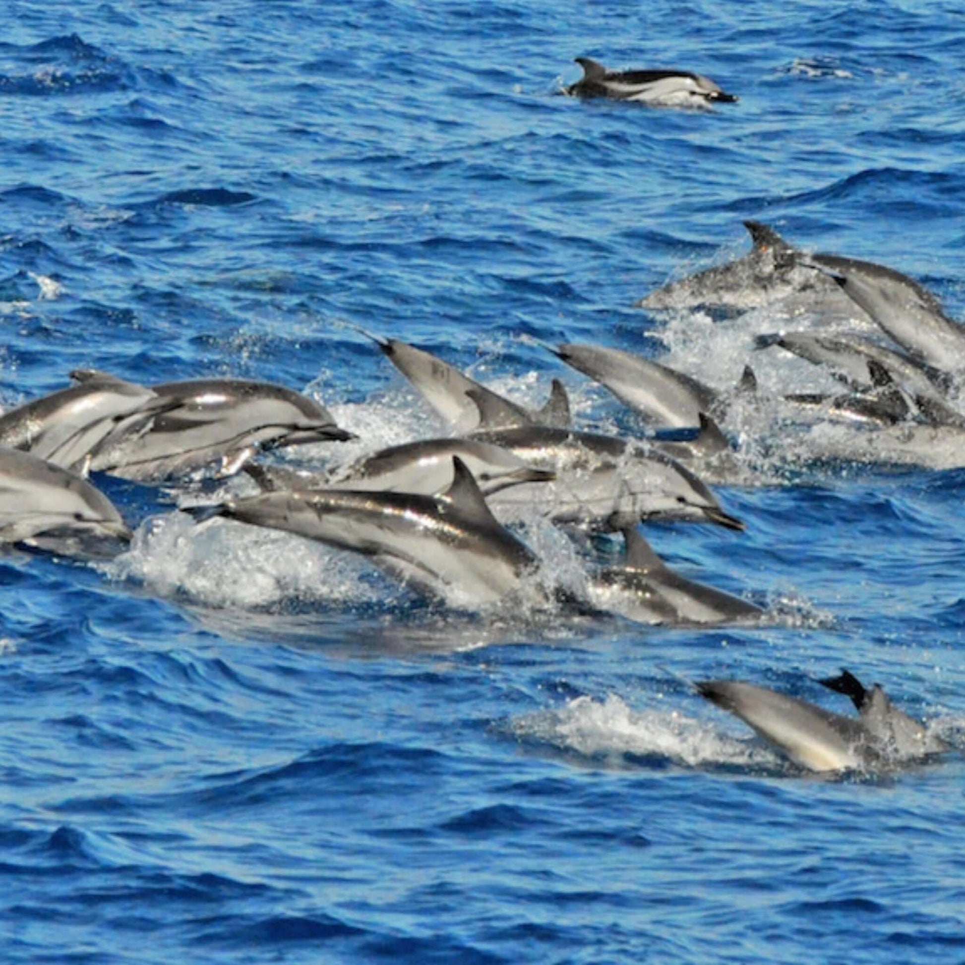 combo supercat & buggy tour gran canaria dolphins