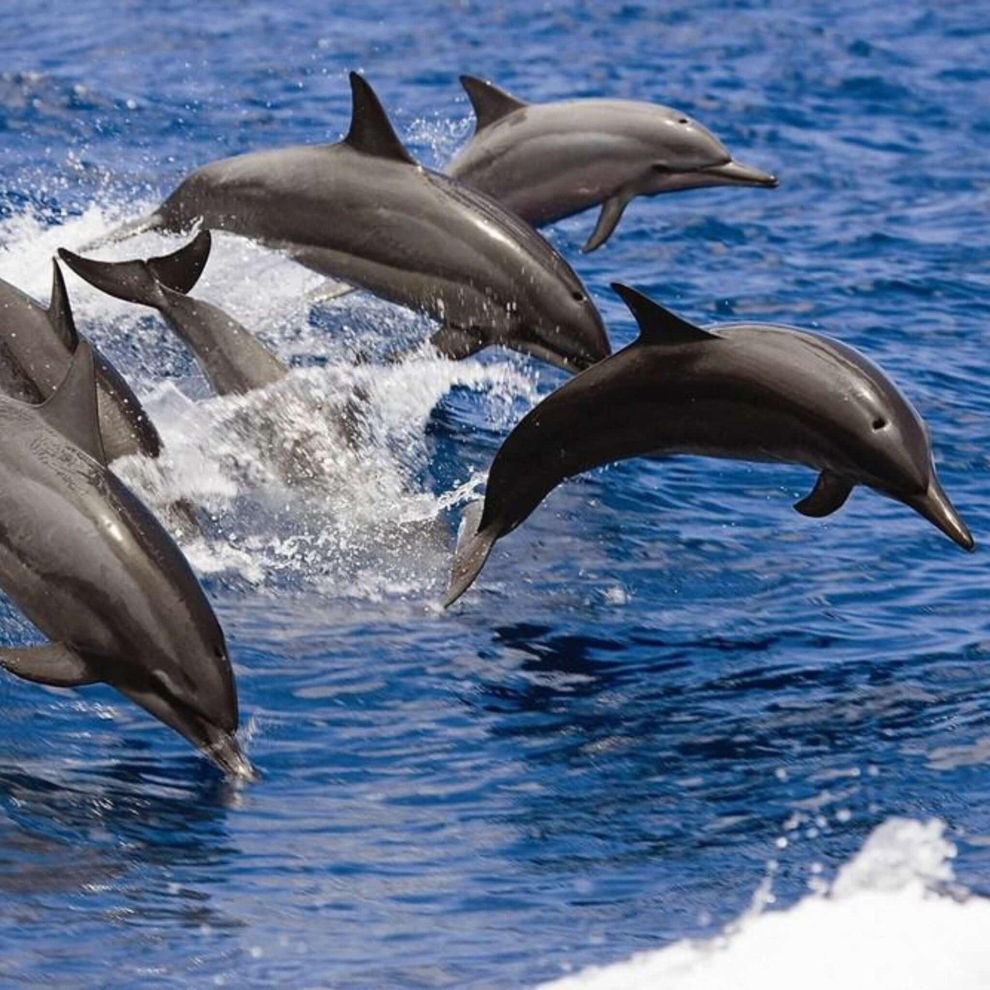 glass bottom dolphin and whales search - pod of dolphins
