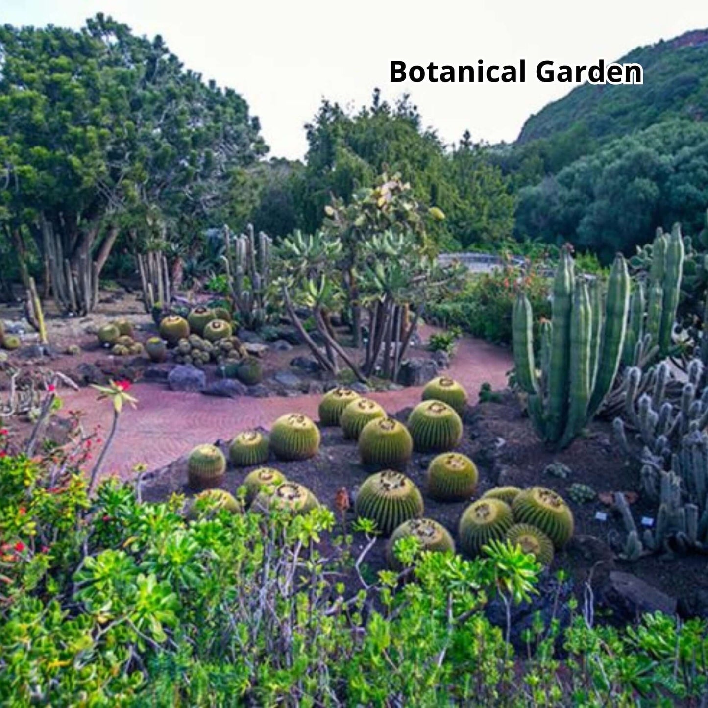 gran canaria bus tour - botanical garden