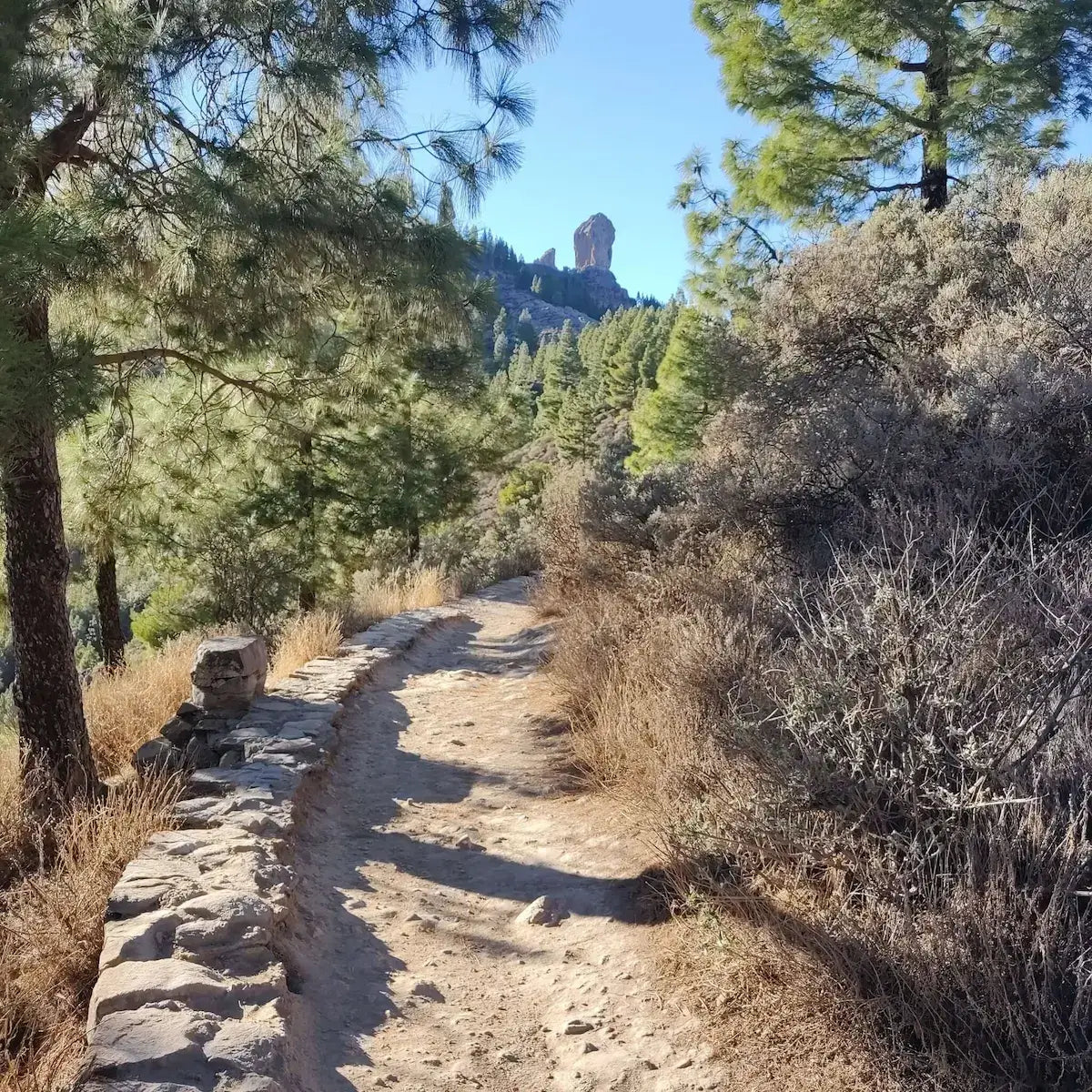 Winding dirt path through a forest with trees leading to the roque nublo igran canaria and shrubs on either side