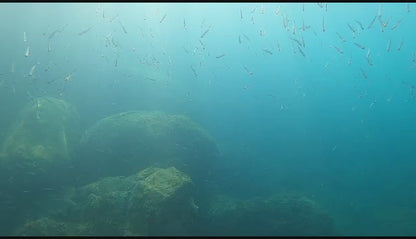 Diving - Try Dive