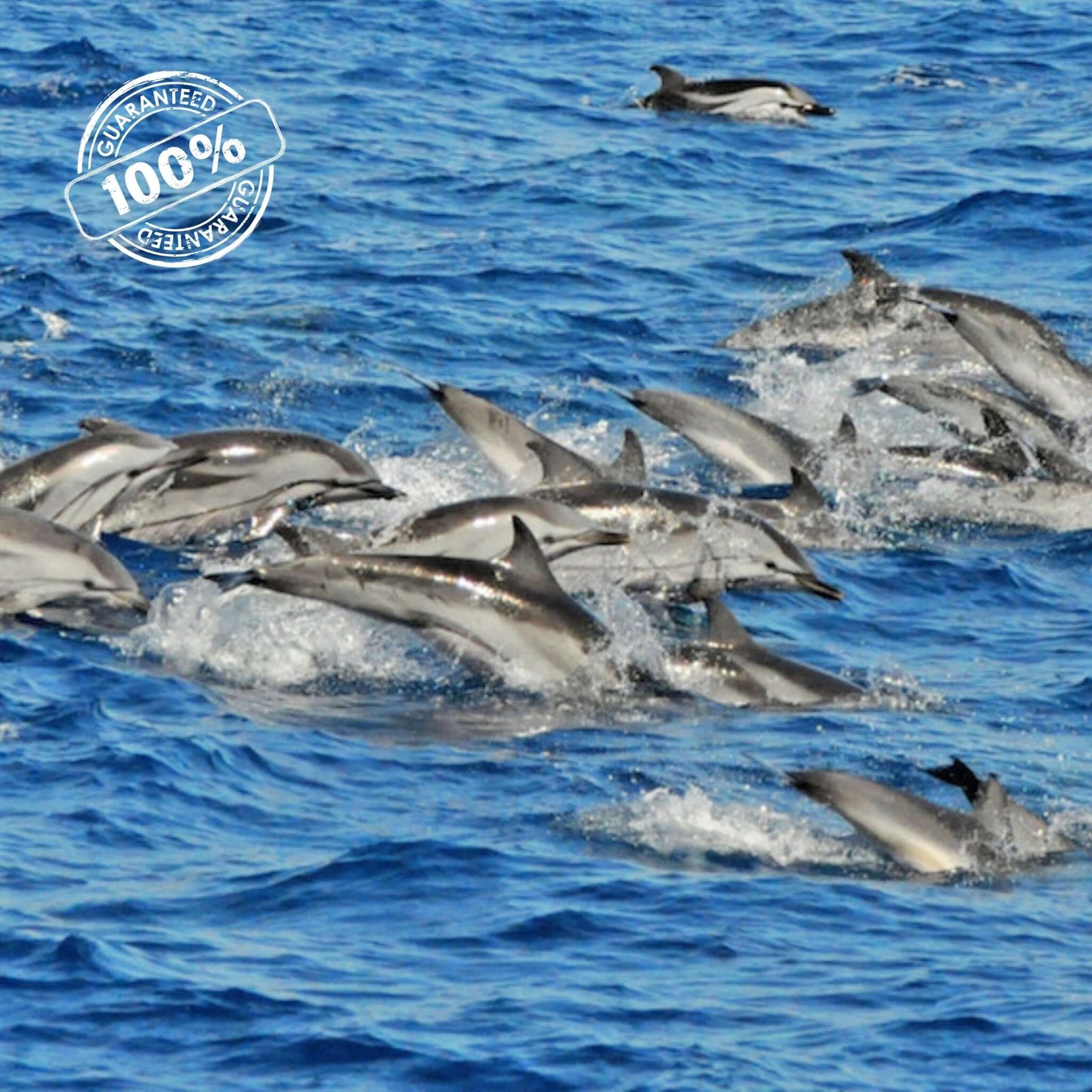 dolphin catamaran trip - pod of dolphins