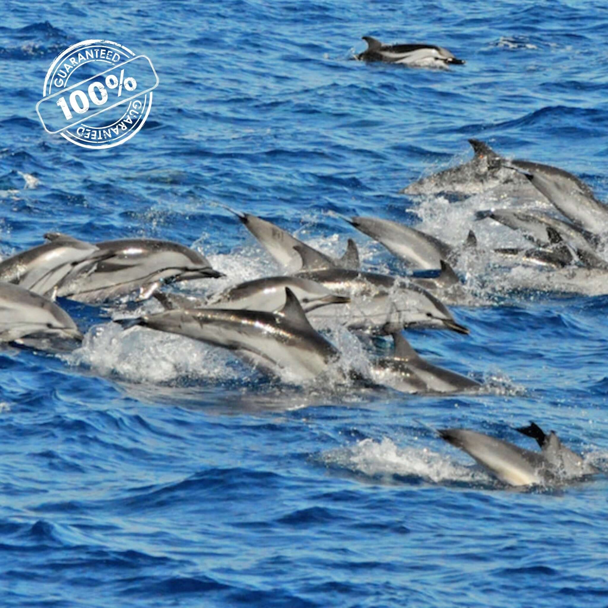 dolphin catamaran trip - pod of dolphins